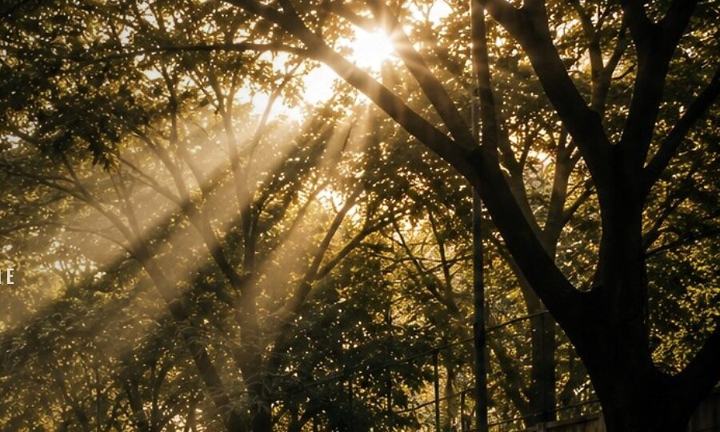 Sun filtering through a Bangalore avenue canopy